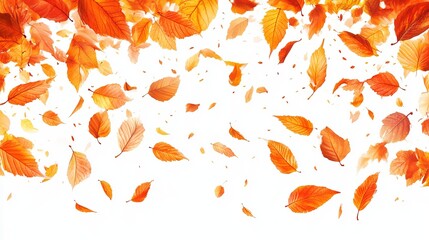 Falling autumn leaves of orange and yellow hues against a white background.  A vibrant image suggesting the beauty of fall