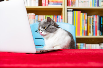 cute british shorthair cat using laptop with books shelf on back