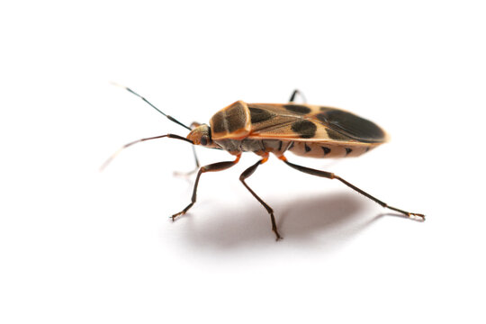 angle view chinch bug or lygaeid bug on white background