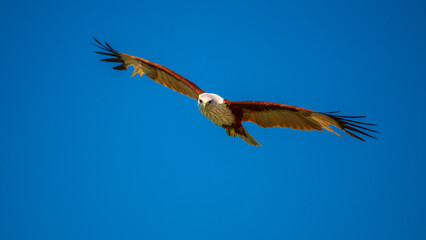 Brahminy Kite soars through the clear blue sky with wings fully spread and eyes focused. 