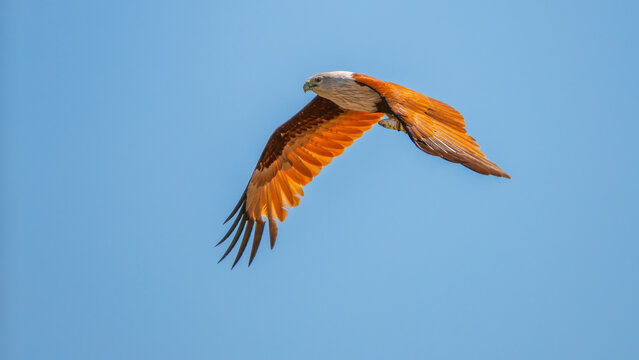 A Brahminy Kite (Haliastur indus) glides powerfully over the ocean with a freshly caught fish clutched in its talons.