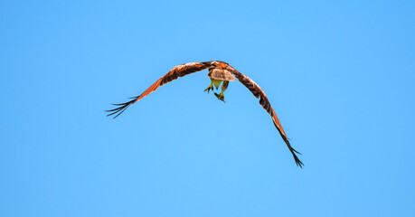 An eagle flying away against a clear blue sky, clutching a freshly caught fish in its powerful...