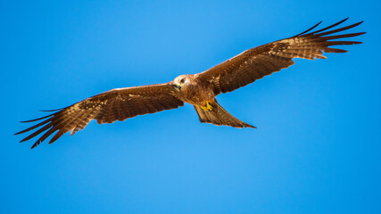 Brahminy Kite soars through the clear blue sky with wings fully spread and eyes focused. 