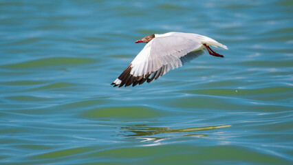 A Brown-headed Gull (Chroicocephalus brunnicephalus) glides low over the clear blue ocean waters