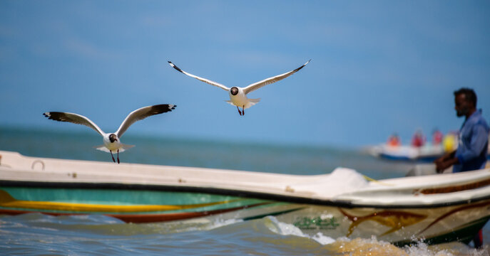 Two Brown-headed Gulls glide in front of a fishing boat with a seated man, captured off the coast of Talaimannar, Sri Lanka