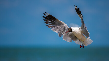 A Brown-headed Gull (Chroicocephalus brunnicephalus) hovers mid-air with wings fully extended, showcasing its plumage against the blue sky of Talaimannar, Sri Lanka