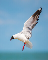 Brown-headed Gull (Chroicocephalus brunnicephalus) hovers mid-air above the waters close-up side view shot