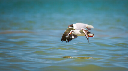 Young Brown-headed Gull clutching a freshly caught fish in its beak, a moment of its successful hunt