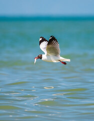 A Brown-headed Gull clutching a freshly caught fish in its beak, a moment of its successful hunt