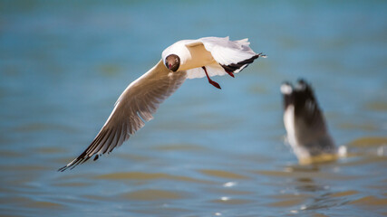 A Brown-headed Gull over the waters