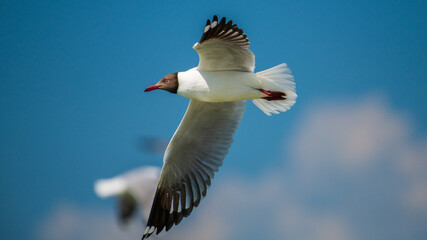 Brown-headed Gull in flight close-up shot.