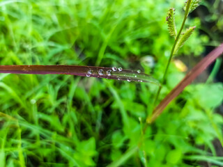 water drops on a grass