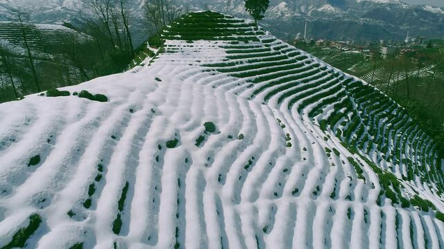 snow covered trees