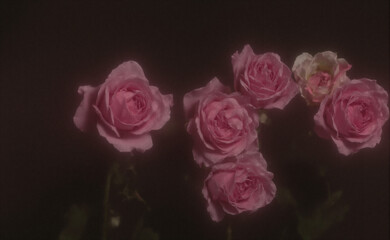 Fototapeta premium Pink roses in a lush bouquet, evoking timeless romance with a soft vintage charm 