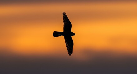 Naklejka premium Silhouette of a majestic hawk soaring across a vibrant sunset sky