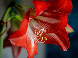 A beautiful amaryllis flower bloomed in a pot on the windowsill