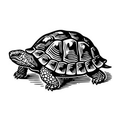 Fototapeta premium tortoise sketch engraving black and white outline. Scratch board imitation. illustrated in vintage line art style on a white background.
