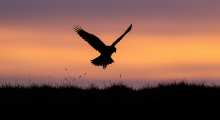 Fototapeta premium Silhouette of a majestic bird flying over a grassy field during sunset