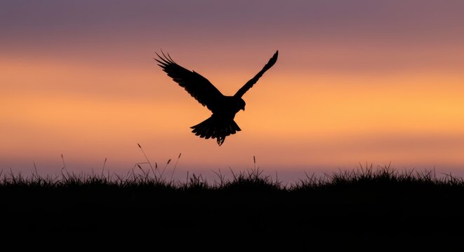 Silhouette of a majestic bird flying over a grassy field during sunset - Powered by Adobe