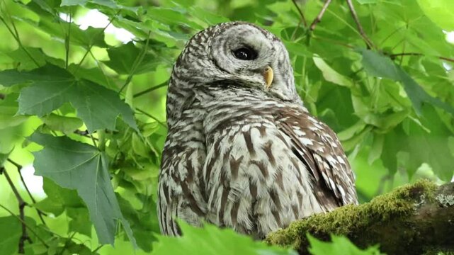 Barred Owl Turning Head While Surrounded by Vibrant Green Foliage