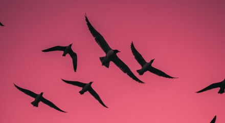 A breathtaking view of a flock of birds soaring against a vibrant magenta sky