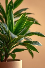 Fototapeta premium succulent plant in a pot