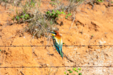 European Bee-eater (Merops apiaster) perched on barbed wire. Bird, animal idea concept. Colorful...