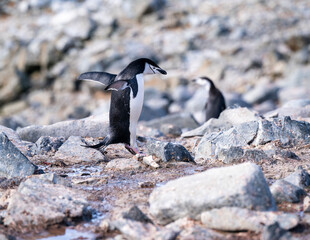 Hope Bay Antarctica photography with beautiful landscapes and penguins