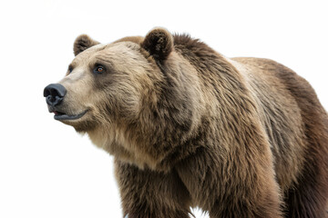 Fototapeta premium Bear Animal Illustration Transparent Background