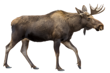 Moose Animal Illustration Transparent Background
