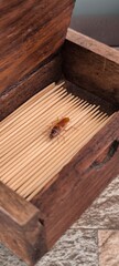 Cockroach in a toothpick box. Cleanliness concept.
