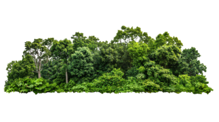 lush green forest cut out on white background