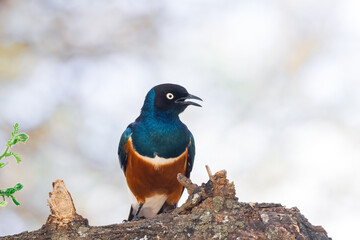 Close up view of colorful Superb Starling bird on a tree branch, Tanzania, Africa.