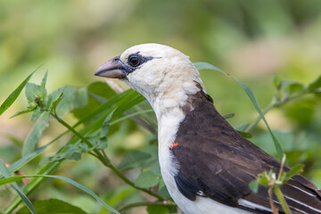 White headed Buffalo Weaver bird on a tree branch in Tanzania. close up view