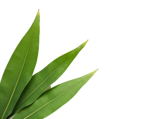 Fototapeta premium green leaves isolated on white