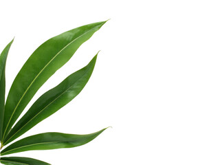 Obraz premium green leaves isolated on white background