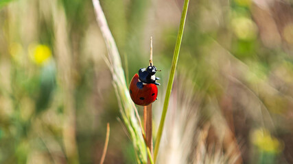 Close-up of a ladybug on a green leaf. The bright red insect with black spots stands out against the soft natural background, symbolizing nature, spring, and biodiversity.