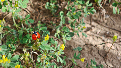 Close-up of a ladybug on a green leaf. The bright red insect with black spots stands out against the soft natural background, symbolizing nature, spring, and biodiversity.