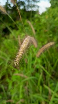 Desho grass or Cenchrus pedicellatus is a grass native to Ethiopia from the family of monocotyledon angiosperms Poaceae.