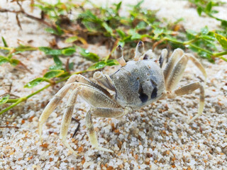 Small crab rest on the beach