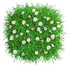 Daisies in lush green grass tuft isolated on transparent background