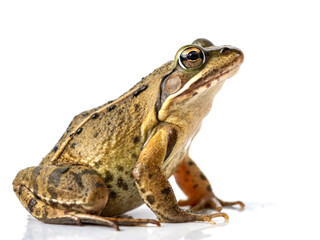 Obraz premium Closeup of a common brown frog on white background