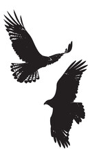 Hawks silhouette isolated in White background