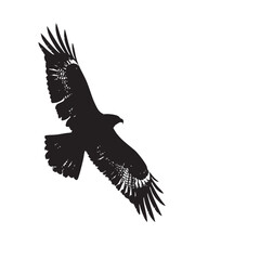 Fototapeta premium Hawks silhouette isolated in White background