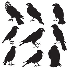 Fototapeta premium Hawks silhouette isolated in White background