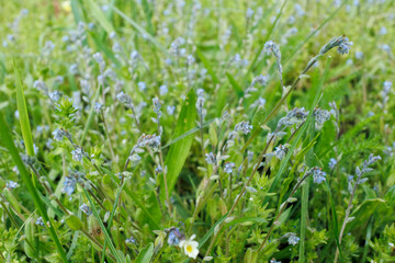 Close-up of Myosotis stricta, or strict forget-me-not, with tiny blue flowers growing wild among green grasses and herbs.