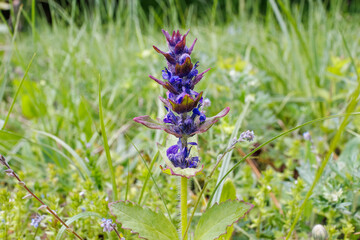 Detailed view of a blooming Ajuga genevensis, or Geneva bugleweed, with vibrant purple flowers growing among spring meadow grasses.