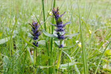 Detailed view of a blooming Ajuga genevensis, or Geneva bugleweed, with vibrant purple flowers growing among spring meadow grasses.