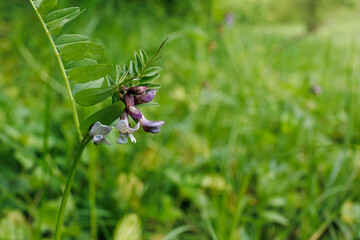 Close-up of Vicia sepium, also known as bush vetch, with purple blooms and compound leaves in a grassy field.