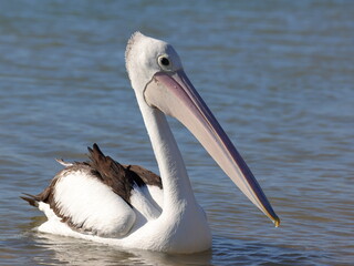 Australian pelican (Pelecanus conspicillatus), bird with longest beak, bill. Found in Australia, Papua New Guinea, Fiji, Indonesia, and New Zealand. On Murchison River, Kalbarri